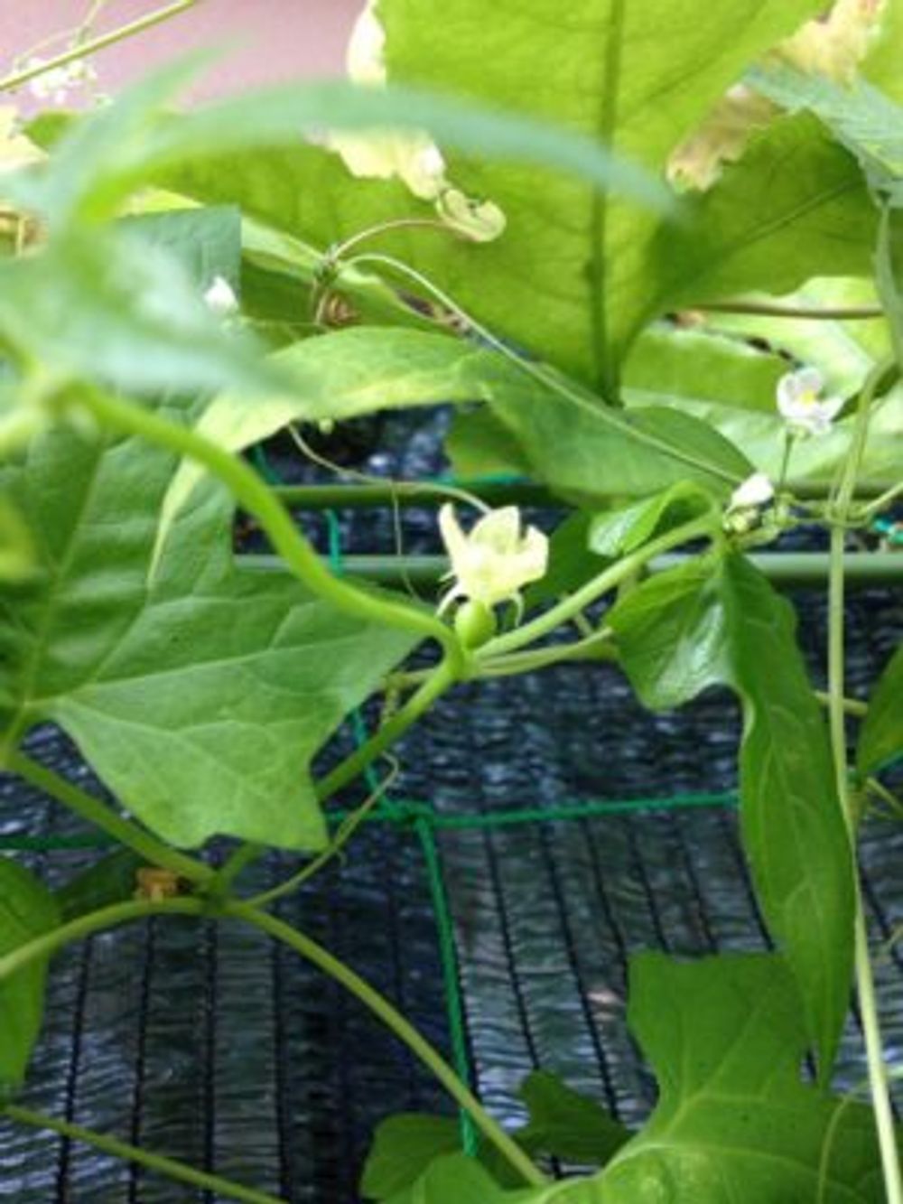 Photo by ハチクロさん