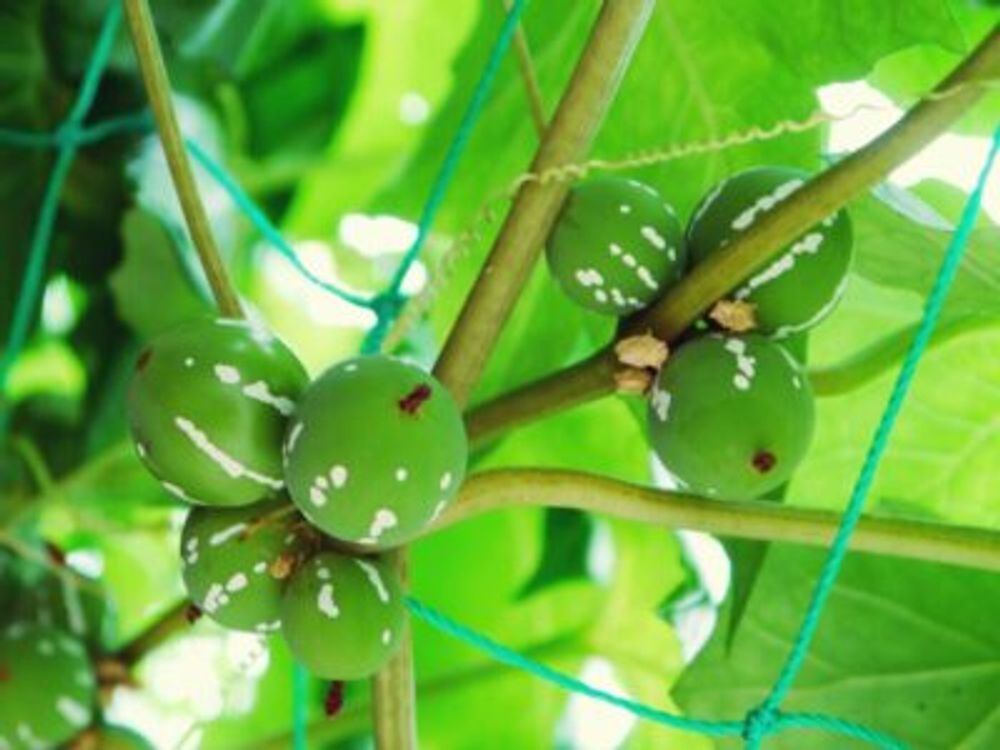 Photo by アンユリさん