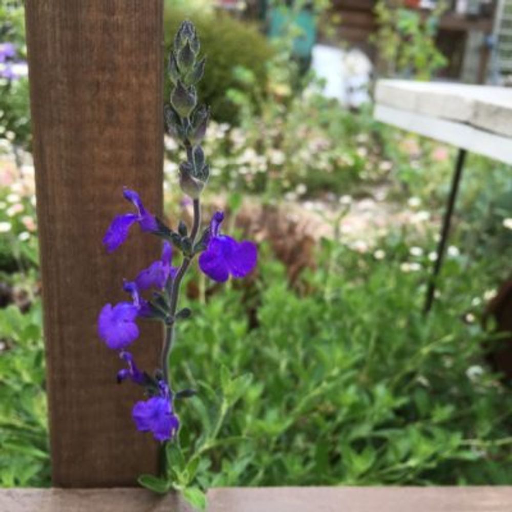 Photo by siroopさん