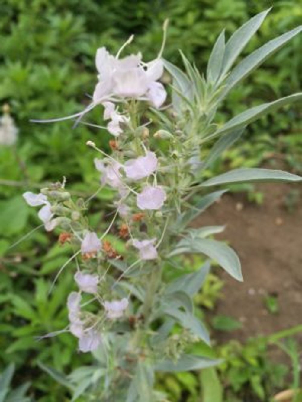 Photo by かおりんさん