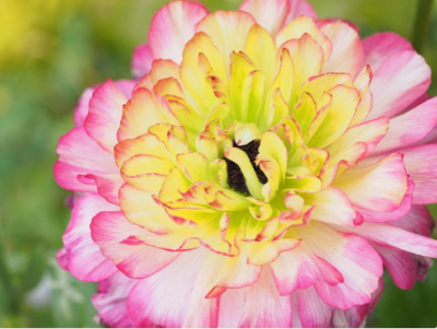 花との出合いは一期一会 ちょっぴり珍しい 魅惑のラナンキュラス9選 Greensnap グリーンスナップ