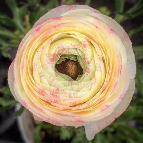 花との出合いは一期一会 ちょっぴり珍しい 魅惑のラナンキュラス9選 Greensnap グリーンスナップ