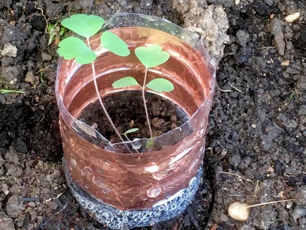 ナメクジ　駆除　対策　銅