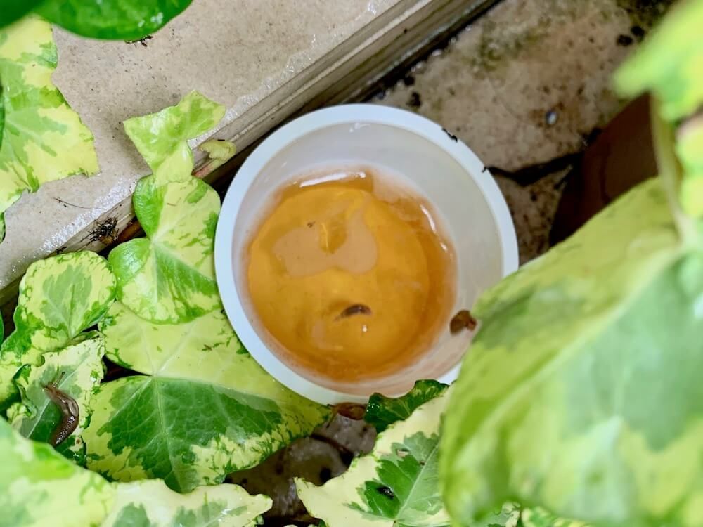 ナメクジ　駆除　対策　ビール