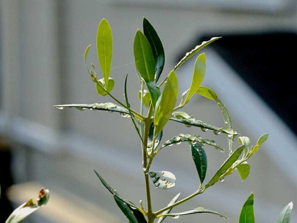 オリーブの木の水やり 季節別の頻度は 鉢植えと地植えで違う Greensnap グリーンスナップ
