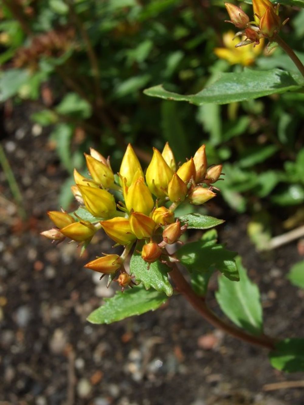 photo credit: Sedum aizoon via photopin (license)