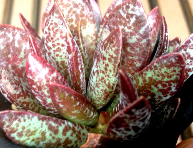 トリギナスの画像 by mokutaroさん｜アドロミスクスと多肉植物 (2014月11月29日)｜みどりでつながる?GreenSnap