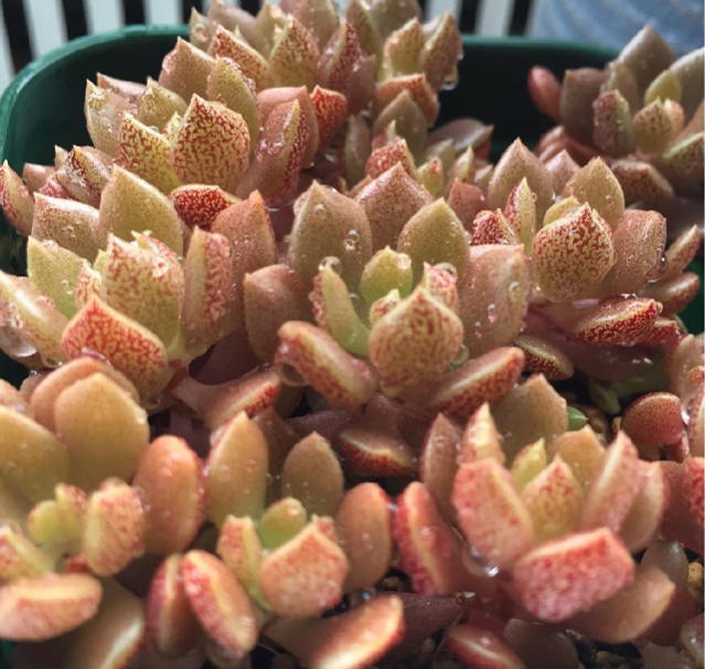 天竺の画像 by ふぁーさん｜成長記録と今日の一枚と多肉植物とシノクラッスラ属 (2015月10月10日)｜みどりでつながる?GreenSnap