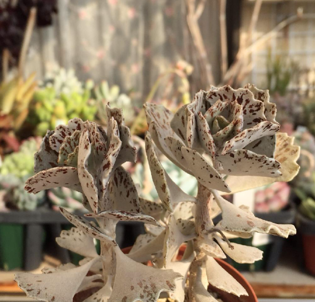 ロンボピロサ（姫宮）の画像 by Tenさん｜カランコエ属と多肉植物とTen'sカランコエ (2015月2月17日)｜みどりでつながる?GreenSnap