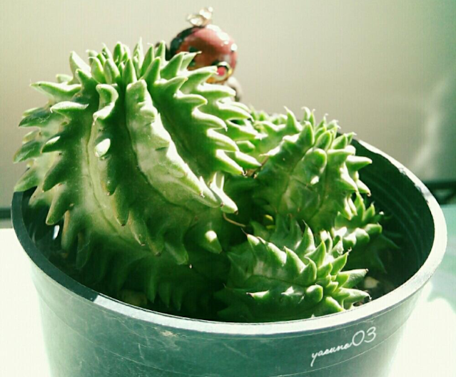 なんて多様なんだろう ユーフォルビアの多肉植物５形態 Greensnap グリーンスナップ