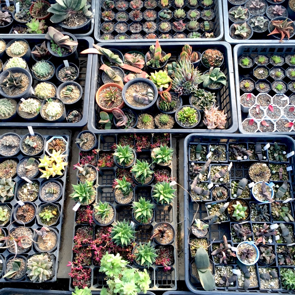 ワクワクしっぱなしの夢のような一日 多肉 サボテンの聖地 二和園 へ行ってきました Greensnap グリーンスナップ