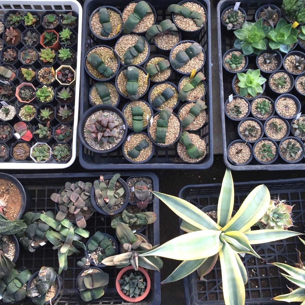 ワクワクしっぱなしの夢のような一日 多肉 サボテンの聖地 二和園 へ行ってきました Greensnap グリーンスナップ