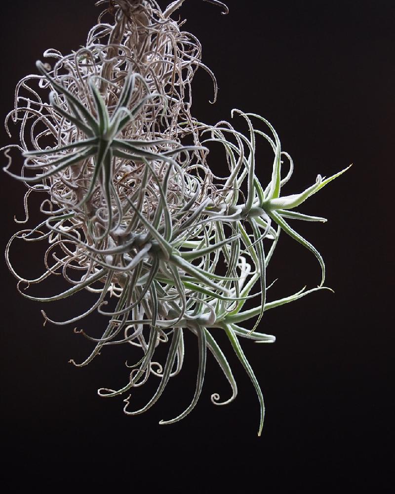 珍奇植物のビザールプランツとは？様々な種類を集めました