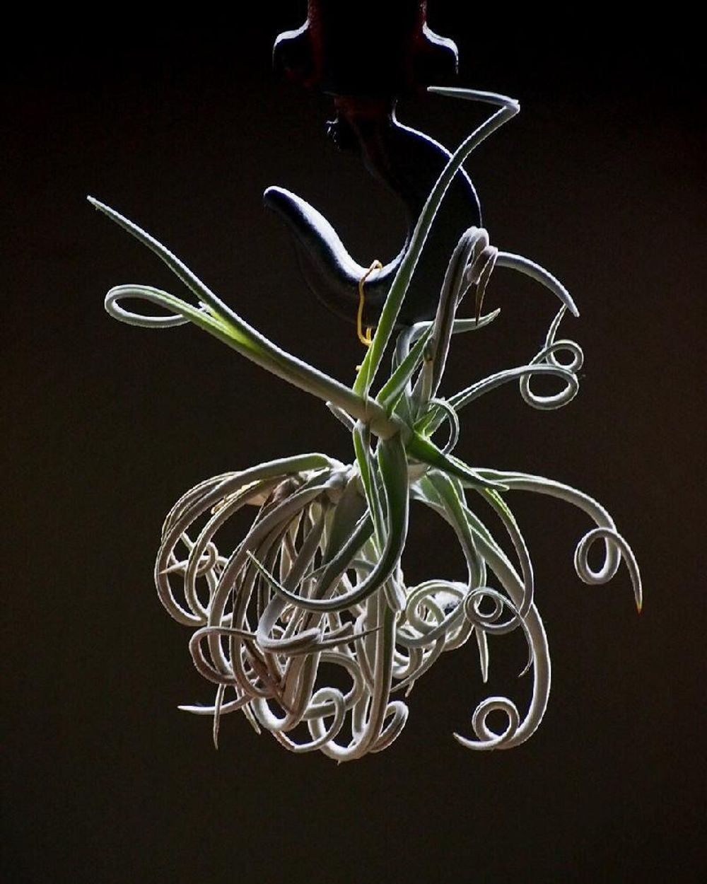 Photo by Tenさん@GreenSnap