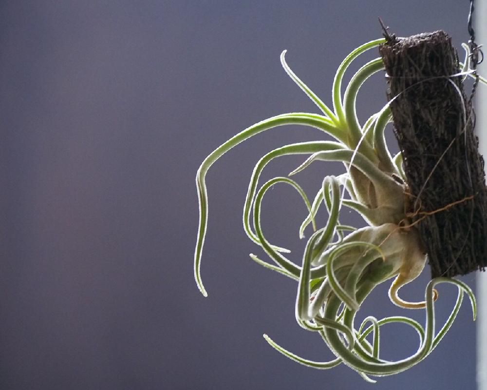 Photo by Tenさん@GreenSnap