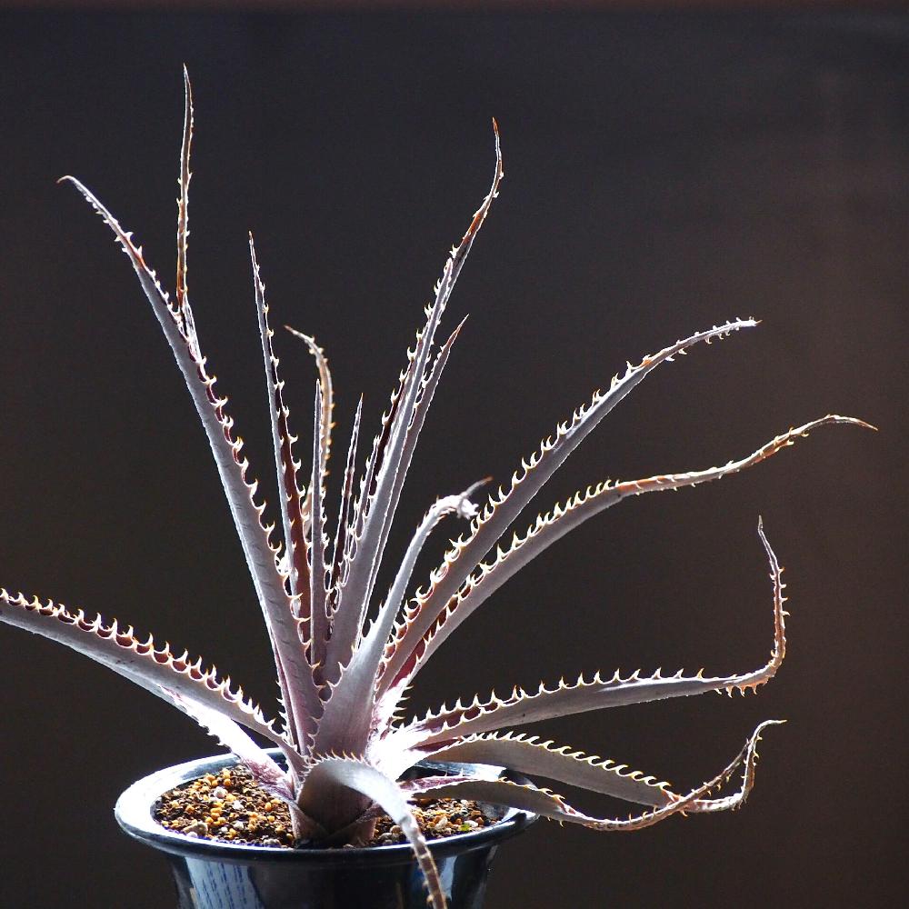 珍奇植物のビザールプランツとは？様々な種類を集めました