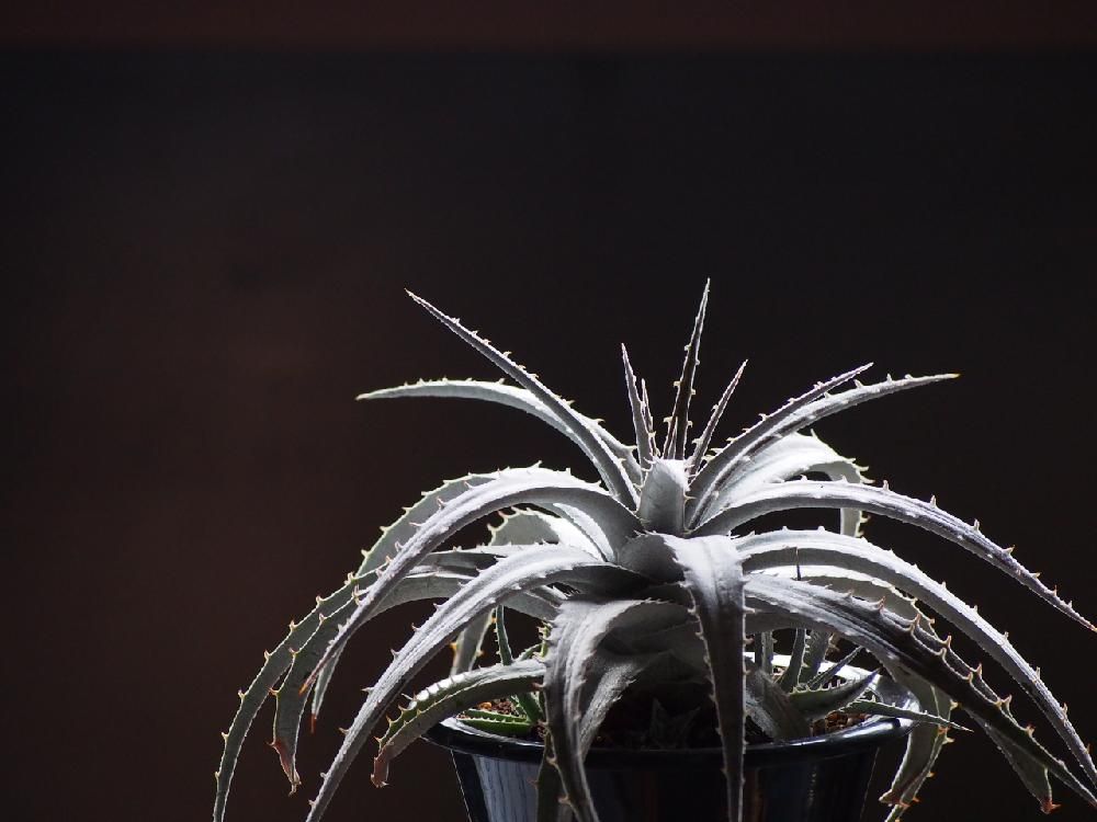 Photo by Tenさん@GreenSnap