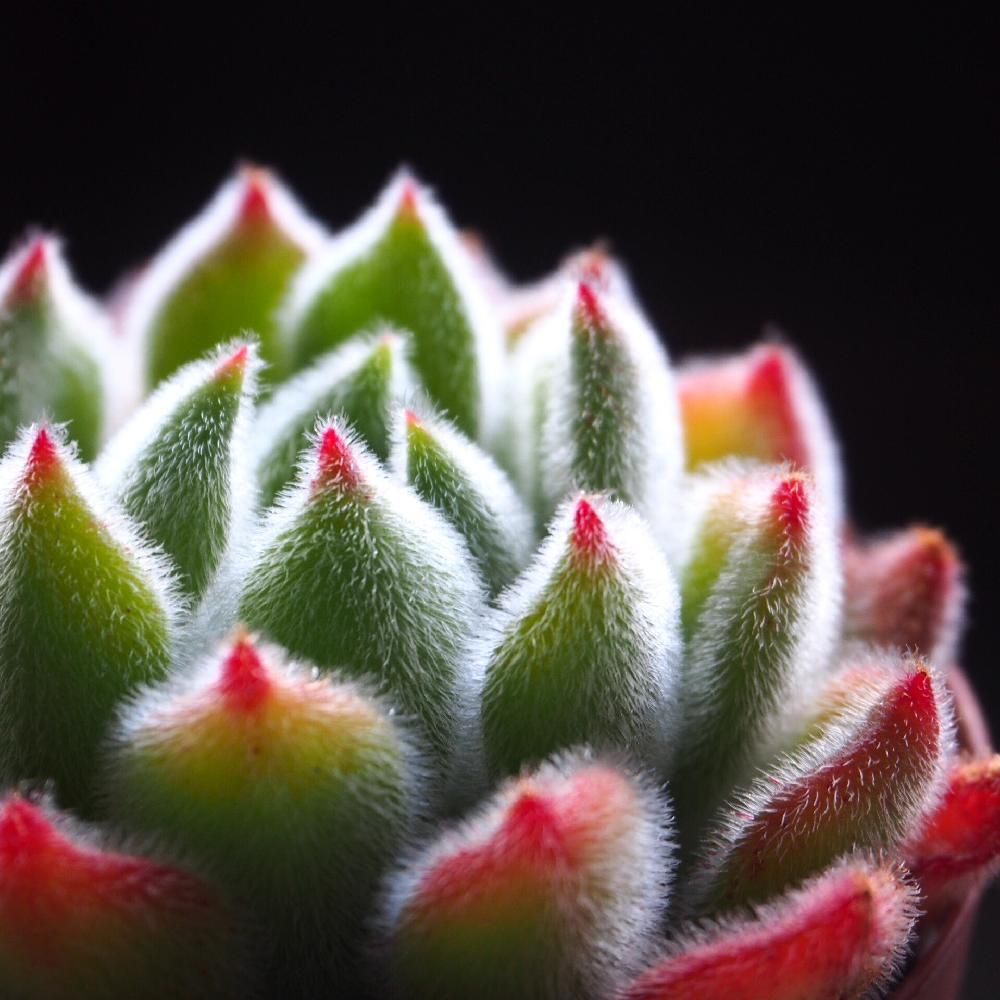 Photo by Tenさん@GreenSnap