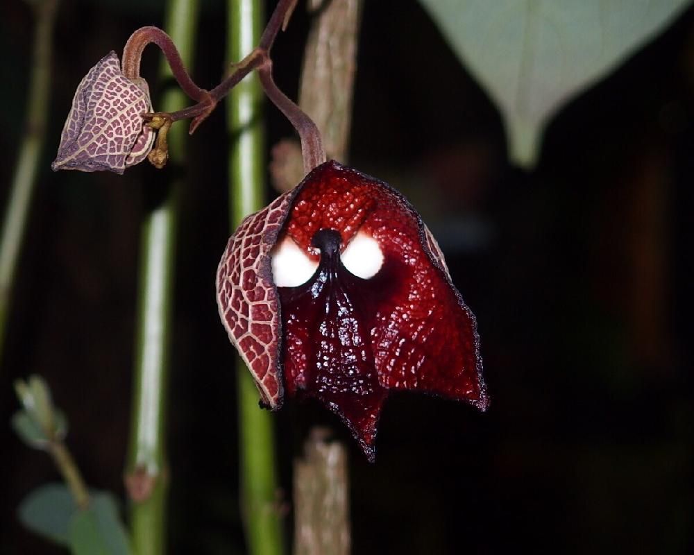 Photo by Tenさん@GreenSnap