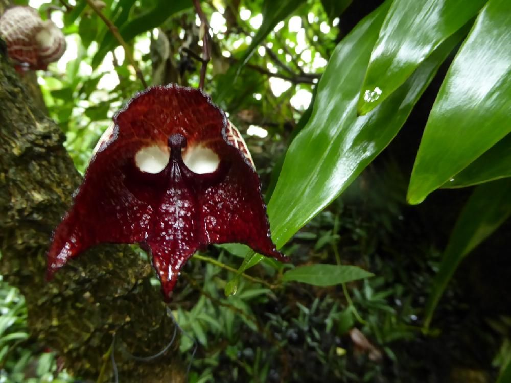 Photo by 紅おはぎさん@GreenSnap