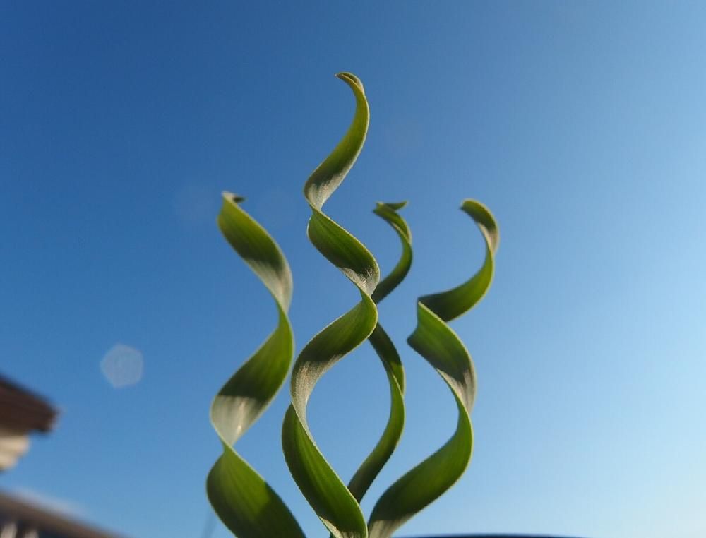 Photo by Tenさん@GreenSnap