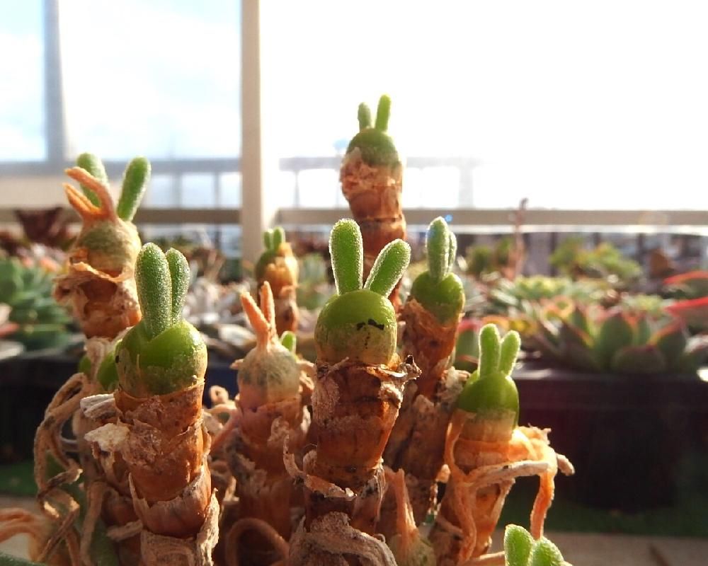 Photo by Tenさん@GreenSnap