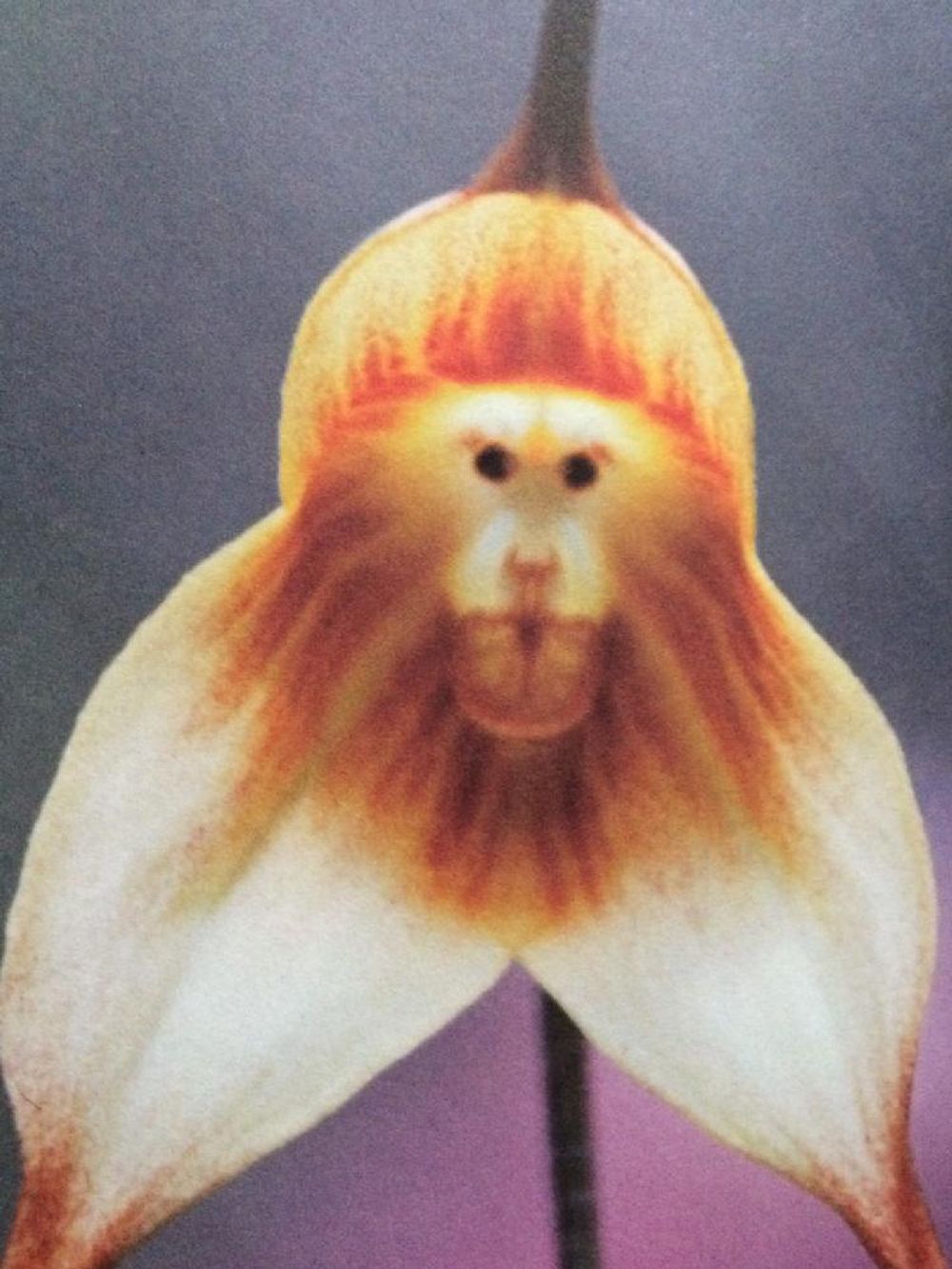 Photo by ゆうこりんさん@GreenSnap