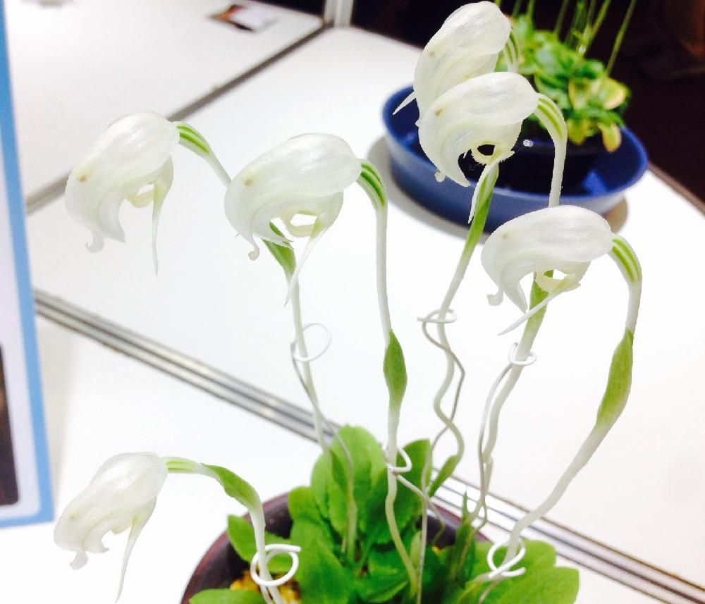 Photo by mokutaroさん@GreenSnap