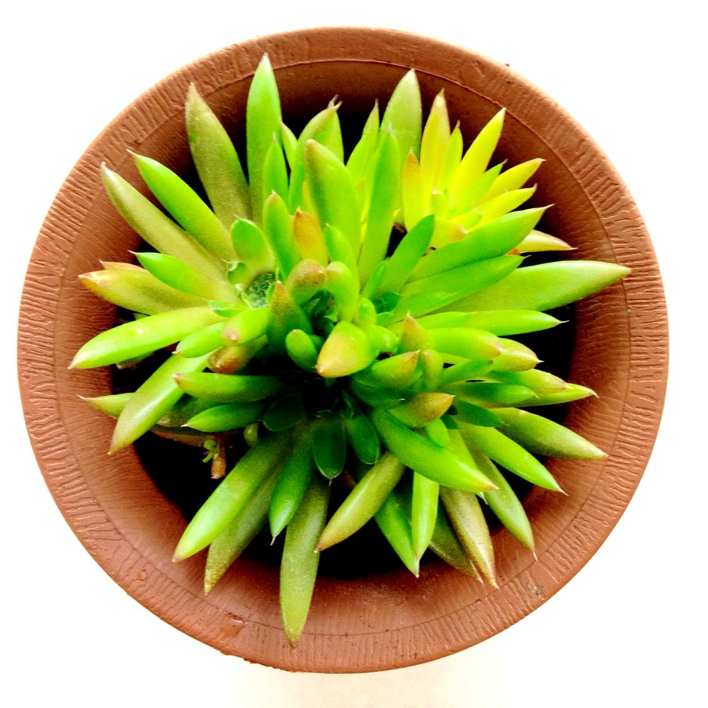 ツメレンゲの画像 by エバユウさん｜今日の一枚と多肉植物 (2015月9月1日)｜みどりでつながる?GreenSnap