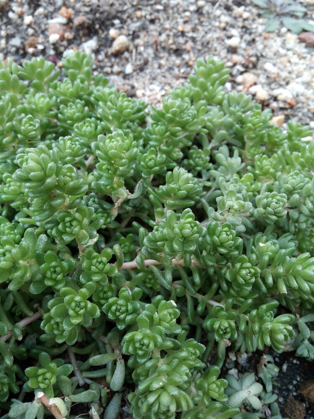 タイトゴメの画像 by ヤスのオッサンさん｜多肉植物 (2015月12月5日)｜みどりでつながる?GreenSnap