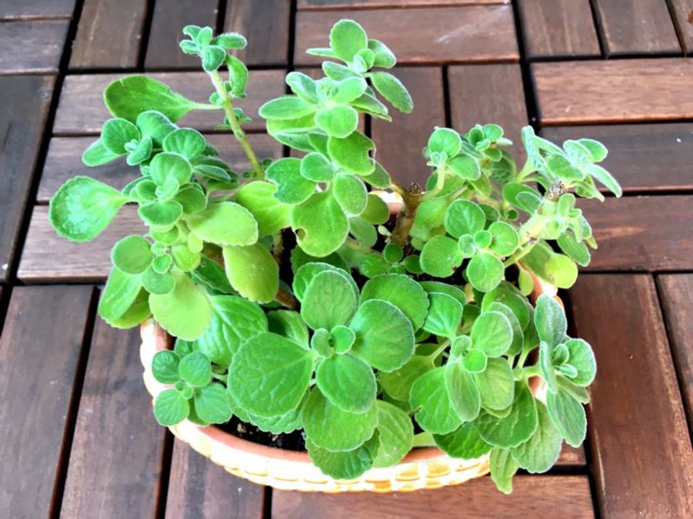 アロマティカスの画像 by hiromiさん｜成長記録と多肉とハーブ (2015月10月24日)｜みどりでつながる?GreenSnap