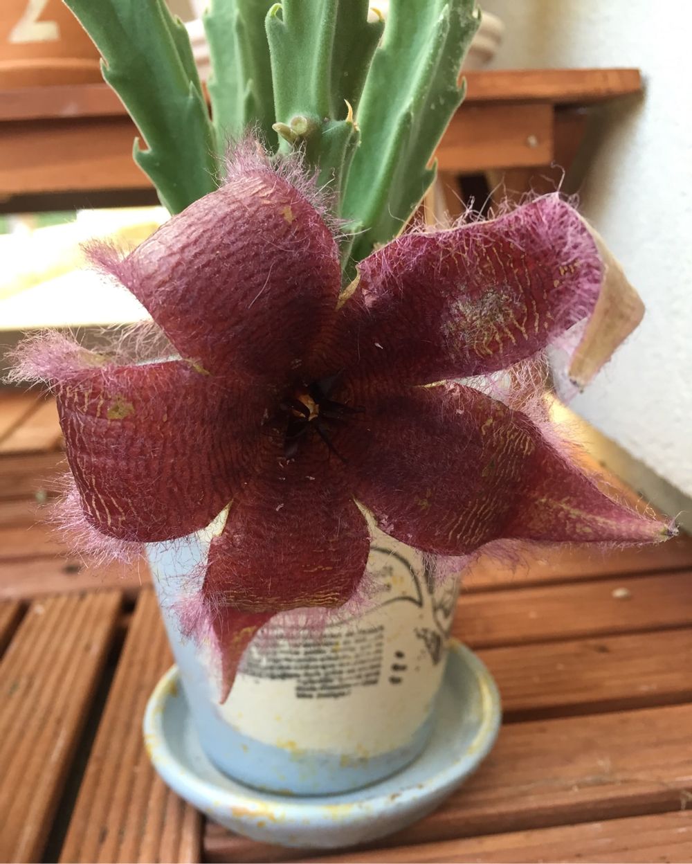 犀角の画像 by しーちゃんさん｜臭いらしい…とニヤニヤ(￣∀￣)とガガイモ科と新入りさん (2015月9月28日)｜みどりでつながる?GreenSnap