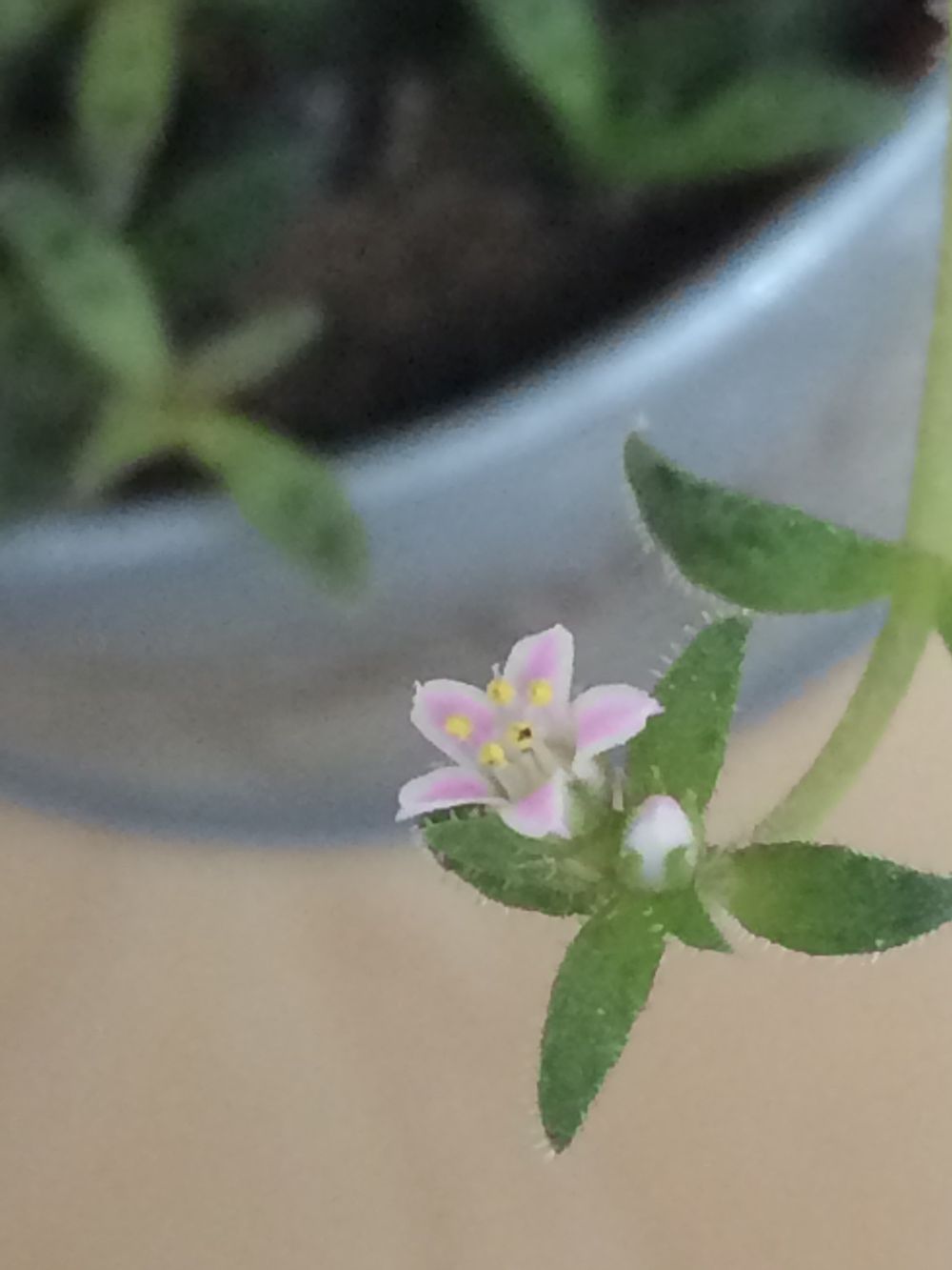 クラッスラ属 クーペリーの画像 by 松 祐さん｜多肉植物と咲いた！ (2015月7月18日)｜みどりでつながる?GreenSnap