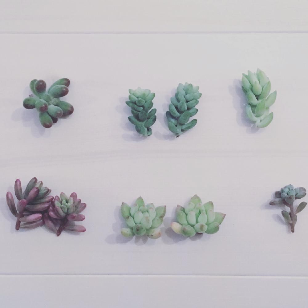 パキフィツム属の画像 by かんころもちさん｜セデベリア スノージェイドとセダム・オーロラとたまつづりと新玉つづり（ビアホップ）と恋心とセダム属と多肉植物と挿し木にチャレンジと初購入と成長記録と葉挿し (2015月11月9日)｜みどりでつながる?GreenSnap