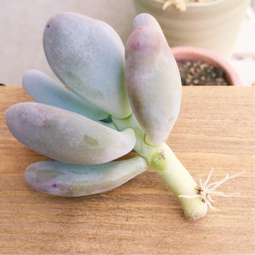 月美人の画像 by miuさん｜パキフィツムと挿し木と多肉植物 (2015月5月11日)｜みどりでつながる?GreenSnap