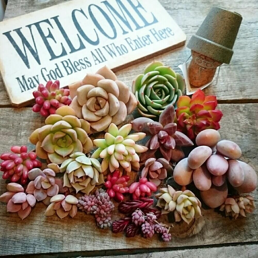 メルカリ多肉の画像 by yukiさん｜カット苗と多肉植物 (2016月1月22日)｜みどりでつながる?GreenSnap