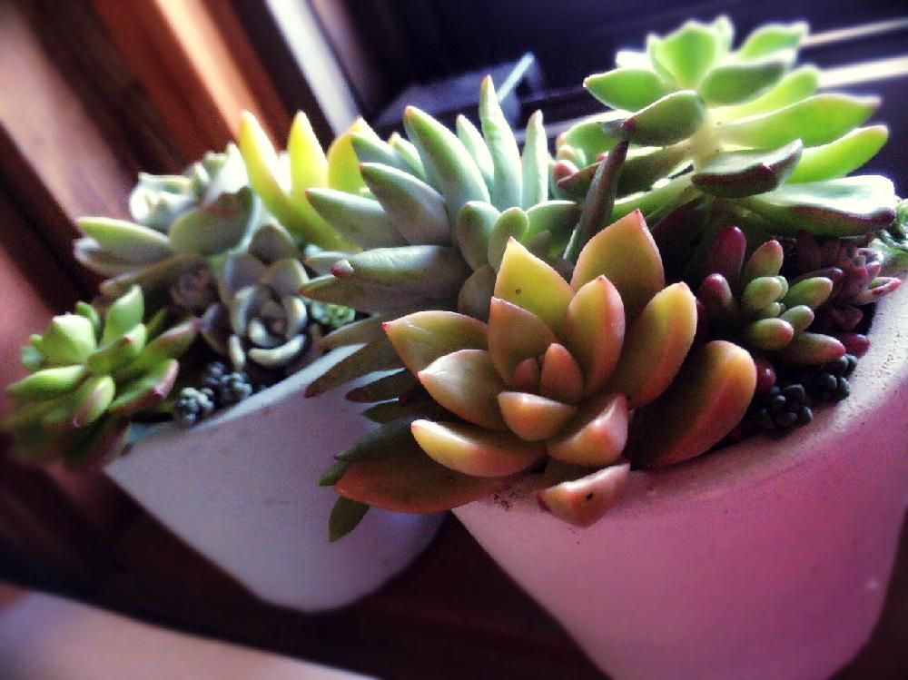 メルカリ多肉の画像 by yukiさん｜カット苗と多肉植物 (2016月1月22日)｜みどりでつながる?GreenSnap