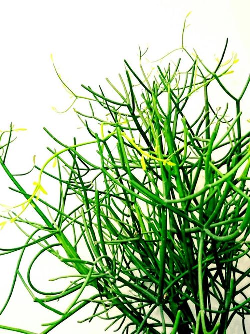 どうしても海藻に見えちゃう ワカメプランツ を集めてみました Greensnap グリーンスナップ