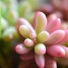 人気の多肉植物『セダム・オーロラ』の魅力！多肉デビューにおすすめ！の画像