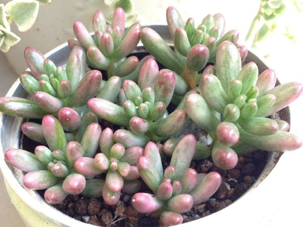 セダム・オーロラ