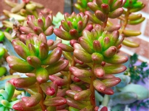 人気の多肉植物 セダム オーロラ の魅力 多肉デビューにおすすめ Greensnap グリーンスナップ