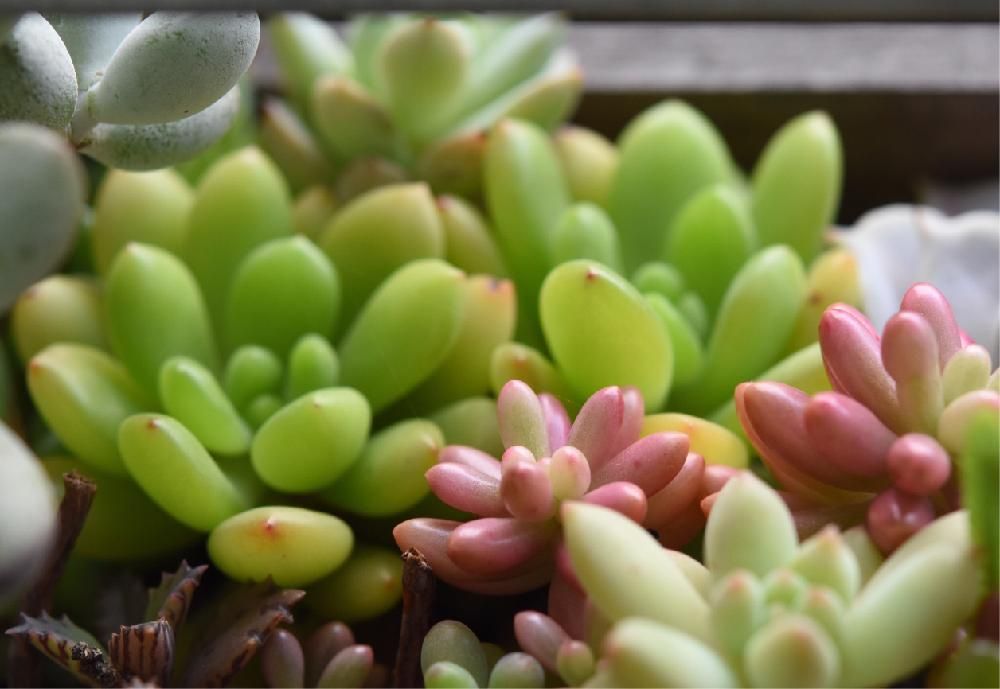 セダム・オーロラ 寄せ植え