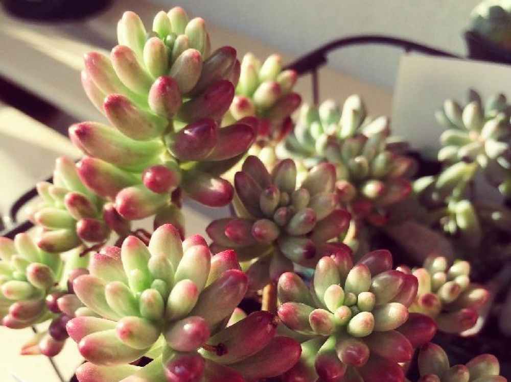 セダム・オーロラ