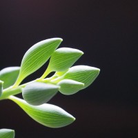 なんともフシギなカタチが魅力的！代表的なセネキオ属の多肉植物５選！！の画像