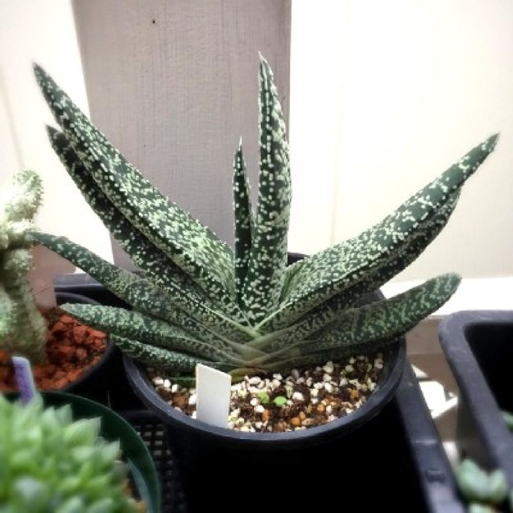 白星竜の画像 by Tenさん｜ガステリアと多肉植物 (2014月12月20日)｜みどりでつながる?GreenSnap