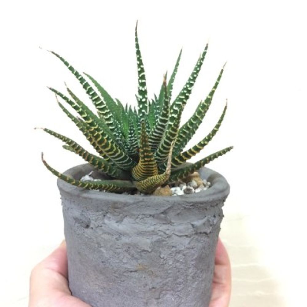 ハオルチア 十二の巻きの画像 by 歩く葵来こさん｜ハオルチアと初心者ですと多肉植物 (2016月1月1日)｜みどりでつながる?GreenSnap