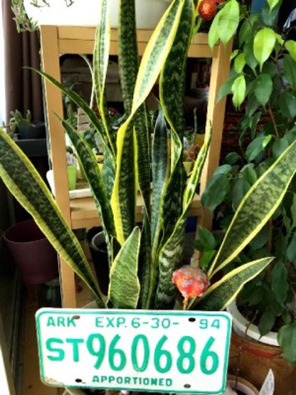 サンセべリアの画像 by 花ママさん｜ダイソー (2015月5月13日)｜みどりでつながる?GreenSnap