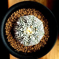 シマシマの多肉植物5選！模様が超絶素敵＆不思議！の画像