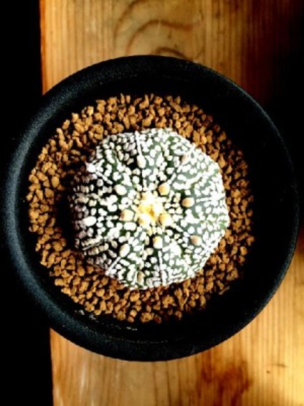 スーパー兜の画像 by まだがすかるさん｜レア植物コンテストと多肉植物 (2015月5月16日)｜みどりでつながる?GreenSnap