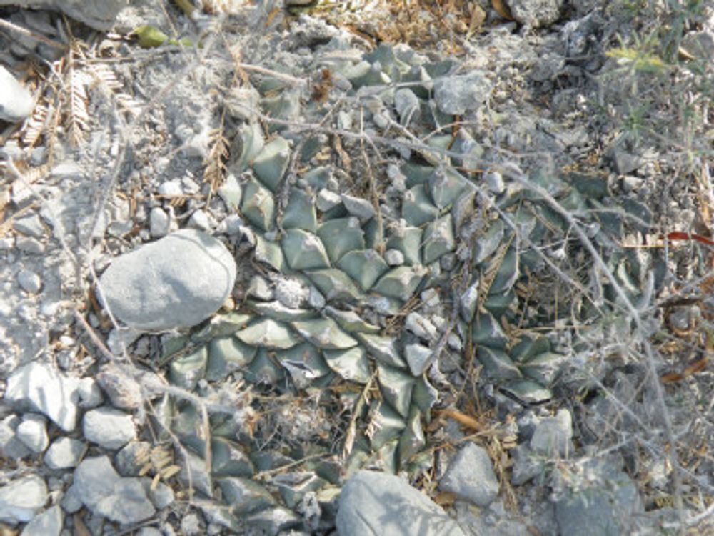 photo credit: Obregonia denegrii via photopin (license)